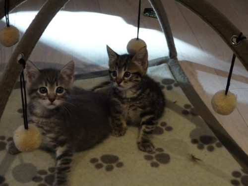 les deux chatons nés pendant le voyage