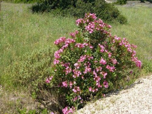 Laurier rose